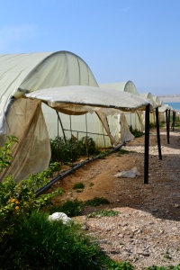 farm on the Dead Sea
